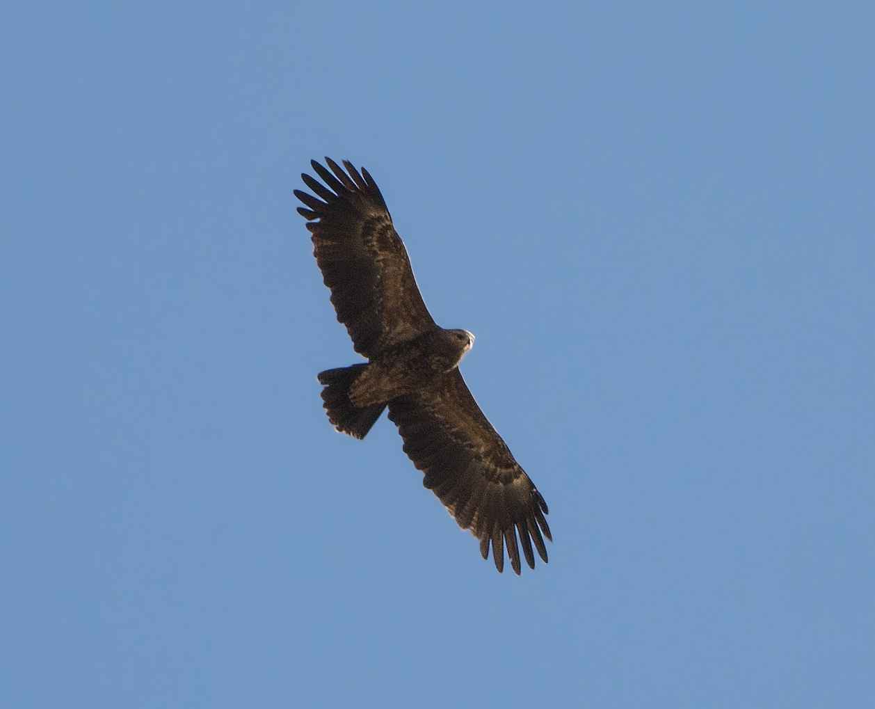 Greater Spotted Eagle